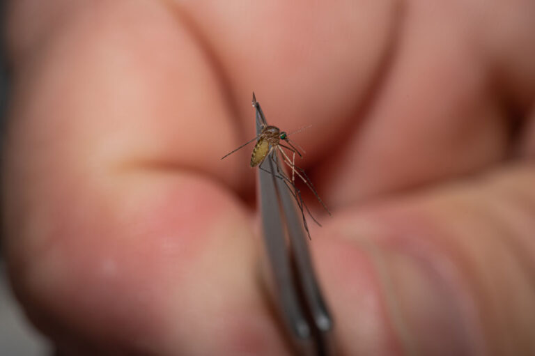 Mosquitoes Are Turning More Dangerous and Deadly Due to Climate Change