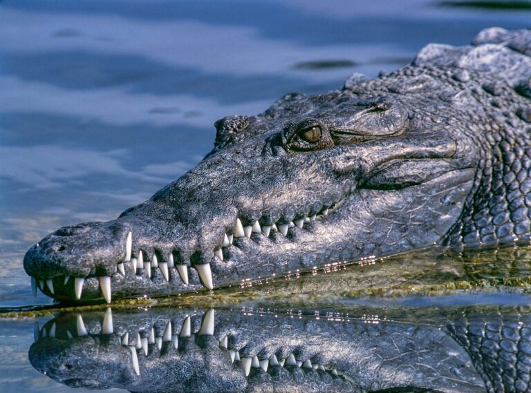 Australian Crocodiles