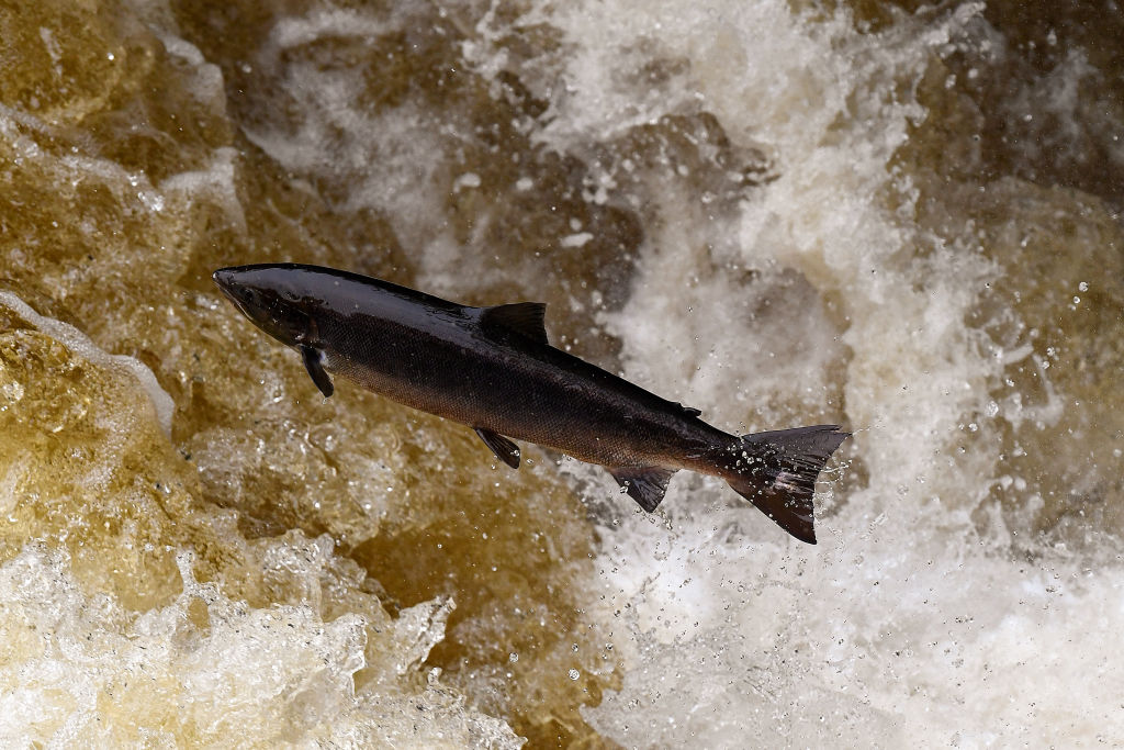 Salmon Leaping At Buchanty Spout