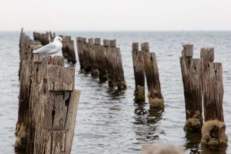 Coastal Erosion in Australia Gets New Solution: Concrete Modules Blended With Oyster Shells