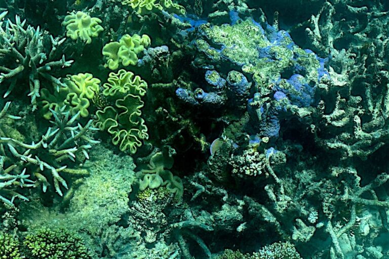 AUSTRALIA-ENVIRONMENT-CLIMATE-REEF