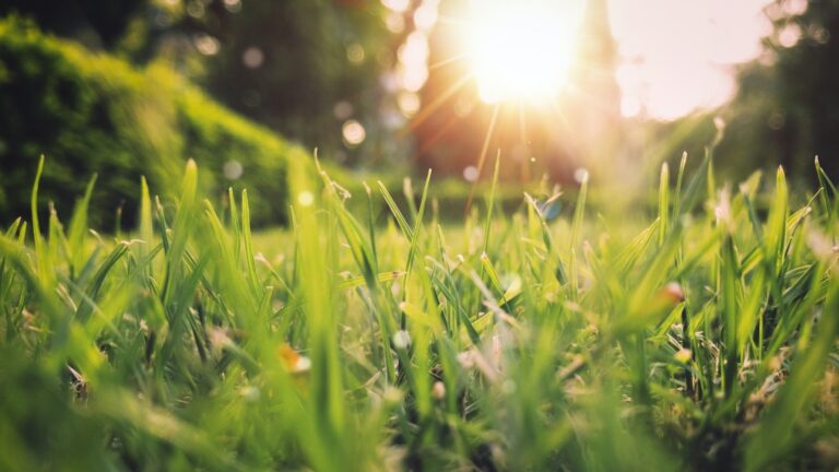 Grasses Using Natural Genetic Mutation by Stealing DNA Gain Evolutionary Advantages