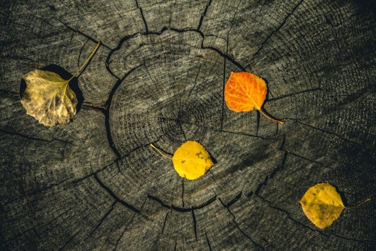 Ancient Tree Rings Reveal Earth