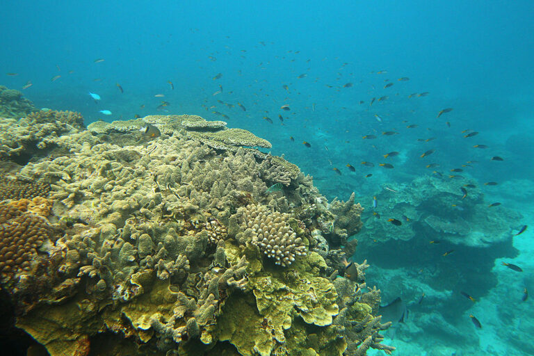 Lady Elliot Island in  Great Barrier Reef Marine Park