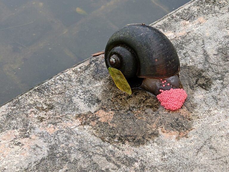 Deadly Snails Carrying Rat Lungworm Parasites Spotted in North Carolina