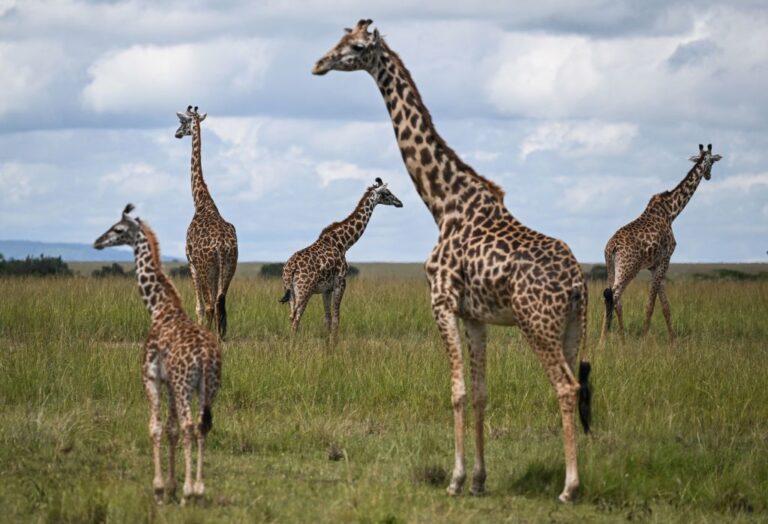 KENYA-NATURE-ANIMALS