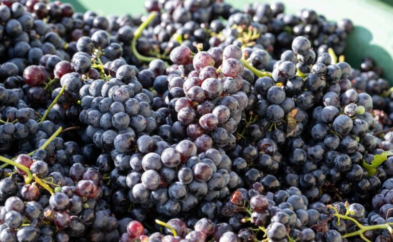 Better Eye Health Achieved Through 16 Weeks of Eating Grapes, Study Says