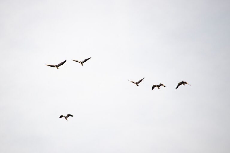 Bird Strike