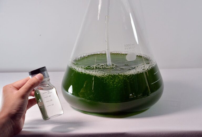 JAPAN-STOCKS-COMPANY-BIOLOGY-EUGLENA-ENERGY