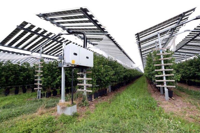 Artificial Photosynthesis Scaled Up Can Replace Solar Panels in Producing Limitless Clean Energy