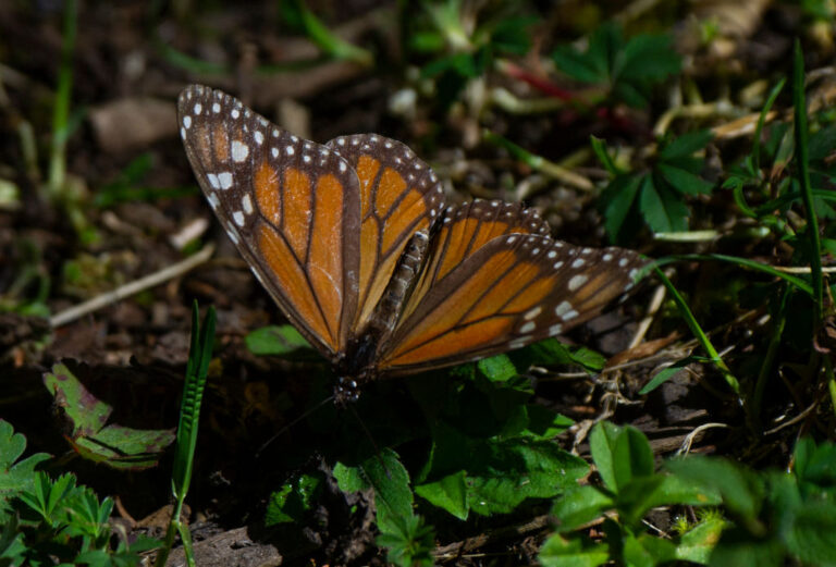 Monarch butterflies