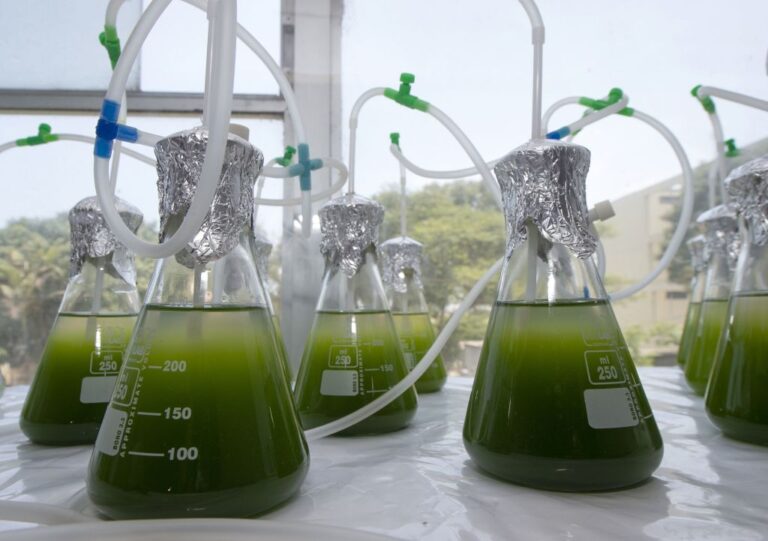 PERU-BIOLOGY-WATER-ALGAE-DECONTAMINATION