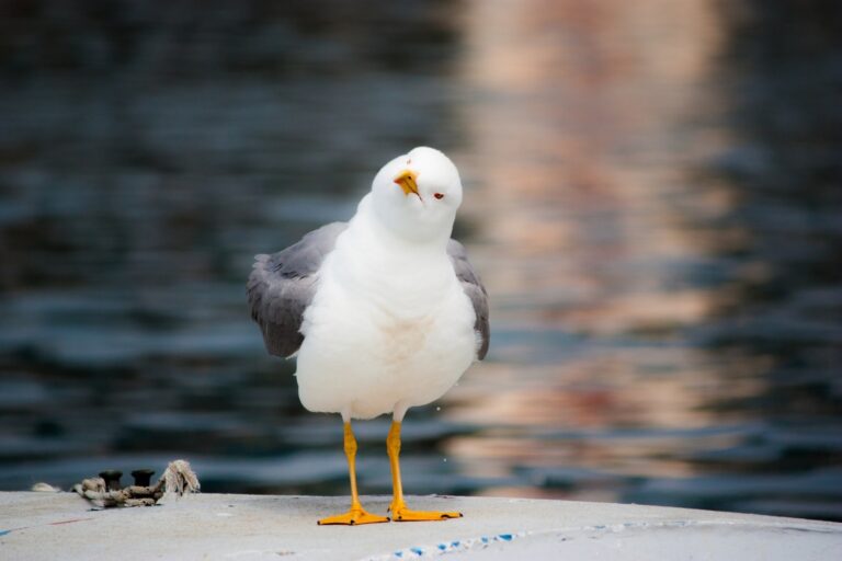 Venice Airport Seagulls