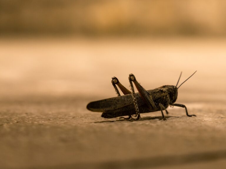 Desert Locust Swarm