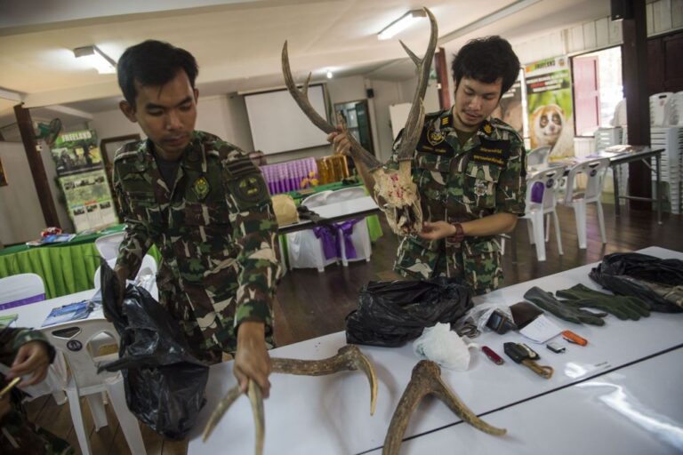 Illegal Trafficking in Thailand Now Worth US$20 Billion