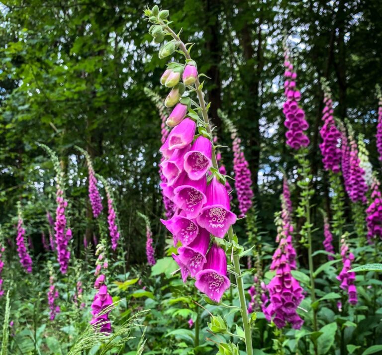 Medicinal Plant Foxglove Can Kill Via Cardiac Arrest