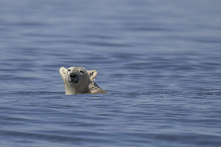 CANADA-ENVIRONMENT-NATURE-CLIMATE-ANIMAL-PHOTOESSAY