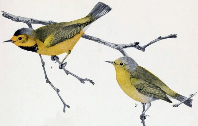 Rarest Songbird in the US Declared Extinct as Last Sighting Recorded 60 Years Ago