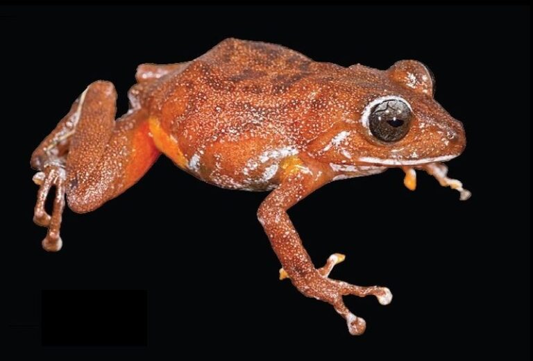 Tepui Frogs, Isolated Venezuela Ecosystems at Risk as Climate Change Drives Wildlife to Higher Elevations