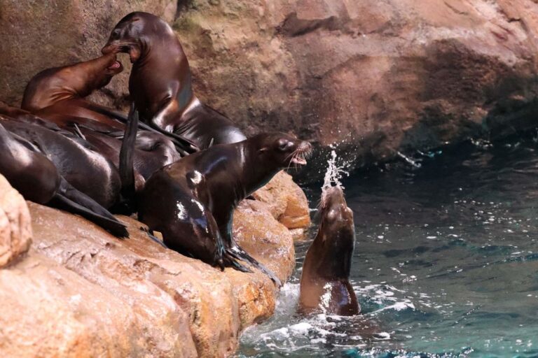 marine mammal