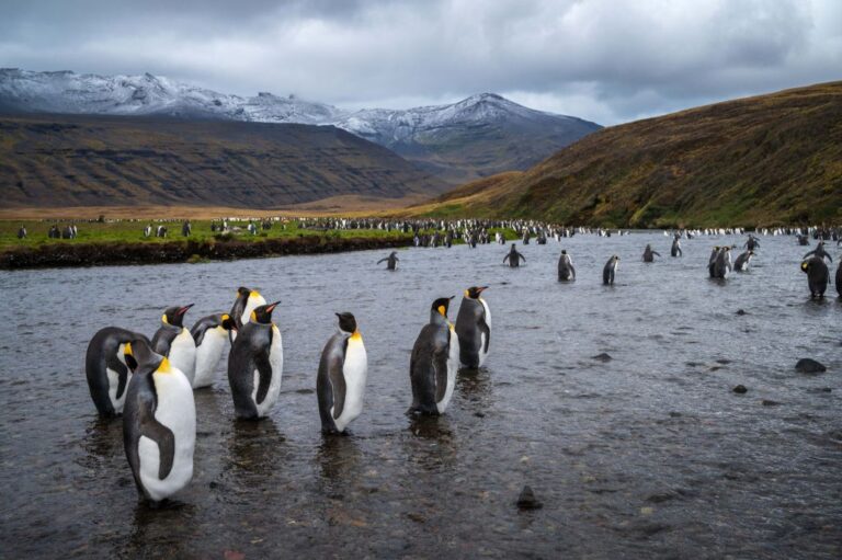 Bird Flu Detected in Antarctica for the First Time Raises Risk of Catastrophic Breeding Failure Among Isolated Penguins