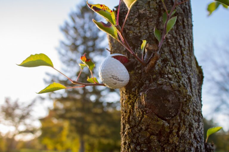 Over 1200 Trees to Be Cut Down for 8 Acres of Golf Course in Washington DC