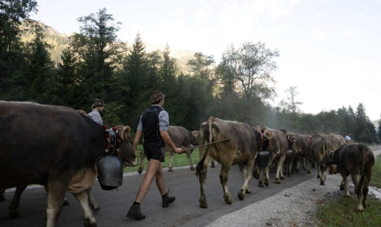 Animal-Borne Diseases, Overspill of Pathogens Increased When Humans Practiced Animal Husbandry