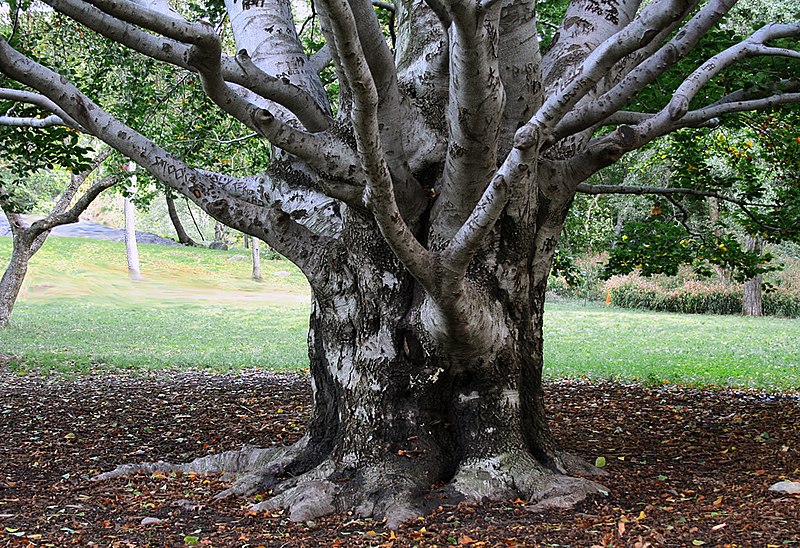 Three Centuries Old Sycamore Tree Might Be Taken Down for $3.6 Million Sidewalk in Warsaw