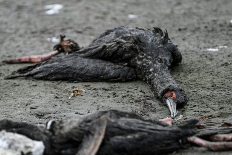 Bird Island enregistre le premier cas de grippe suite à une mortalité inexpliquée d’oiseaux
