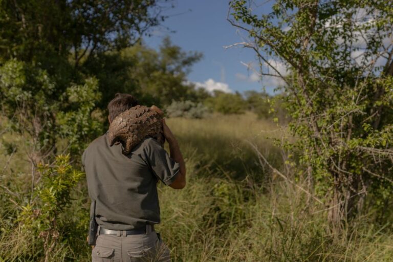 De nouvelles espèces de pangolins pourraient sauver la race du bord de l’extinction à cause du braconnage