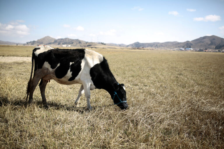 Des algues rouges ajoutées aux additifs alimentaires des vaches pour réduire les émissions de méthane
