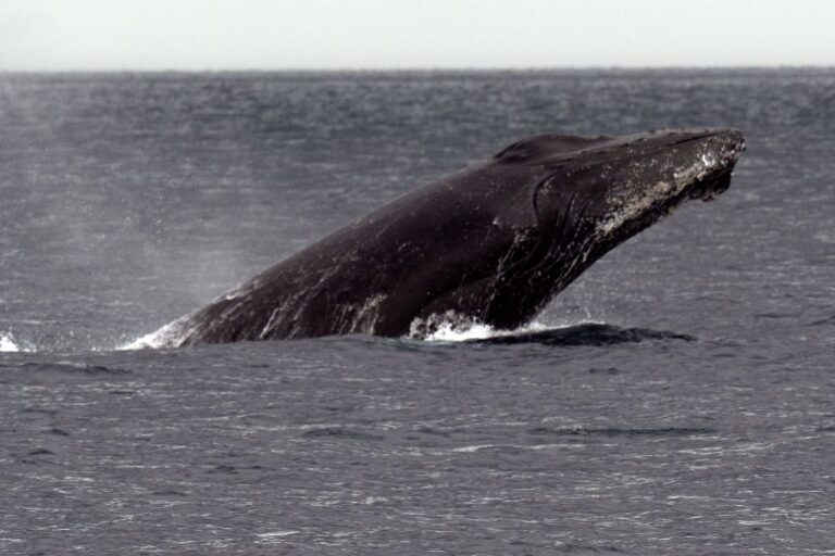 La chasse commerciale à la baleine entraîne la perte des lignées d'ADN maternel des baleines à bosse