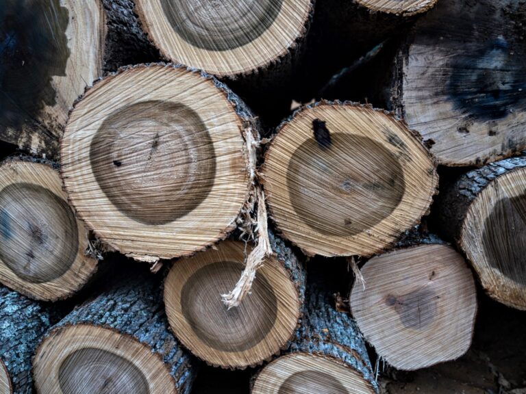 Recently cut timber in a forest near Daniel Boone National Forest. Credit: Jared Hamilton