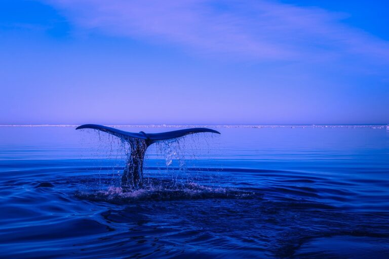 L'acidification des océans : un enjeu environnemental majeur
