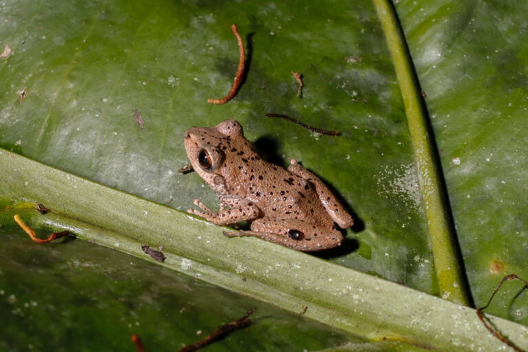 Le déclin de la population de grenouilles-poulets de montagne en Dominique est considéré comme l'éradication la plus rapide des animaux sauvages