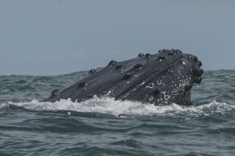 Le varech pourrait être thérapeutique pour les baleines à bosse car il détruit les parasites, selon une étude