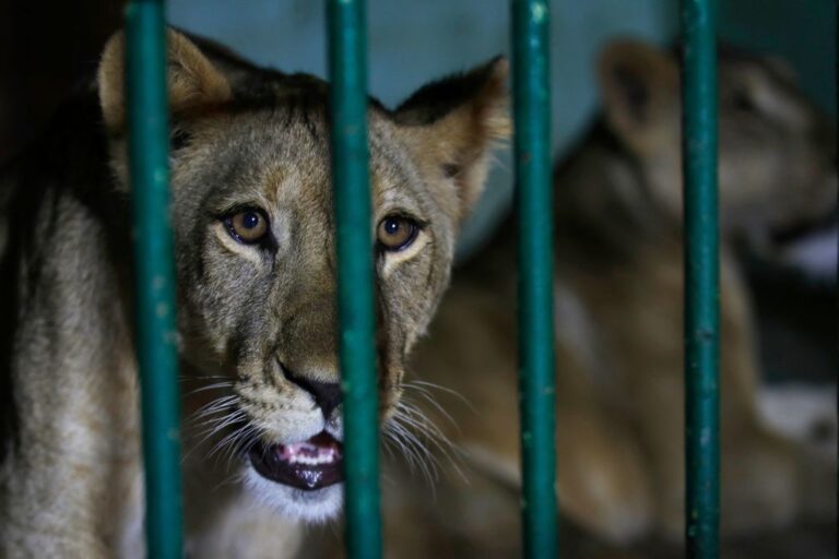Les Néandertaliens sont capables de chasser les lions des cavernes à l’aide de simples lances en bois, selon une étude
