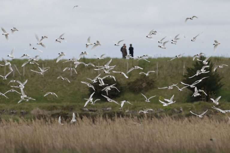 Les événements météorologiques spatiaux entraînent une réduction de 9 à 17 % de la migration des oiseaux, selon une étude