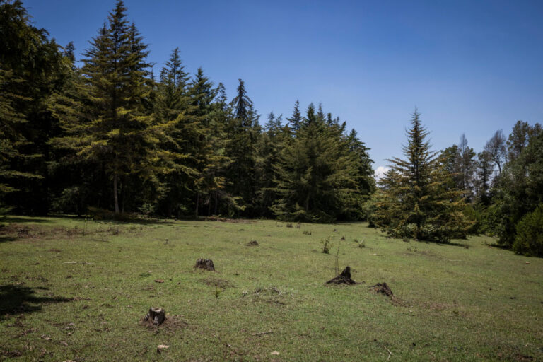 Les plantations de carbone menacent la flore et la faune indigènes ;  Une étude dit