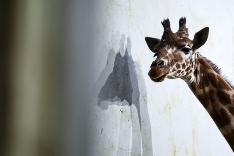 Les virus provenant des crottes de girafes et des lémuriens peuvent être utilisés pour tuer des bactéries résistantes aux médicaments, selon une étude