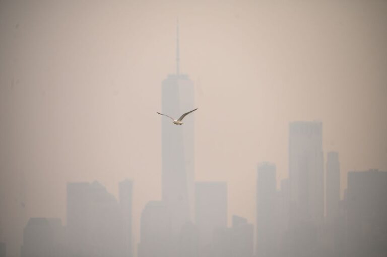 Plus de 100 espèces sauvages sont confrontées à une diminution de leur population en raison d’une pollution ignifuge toxique