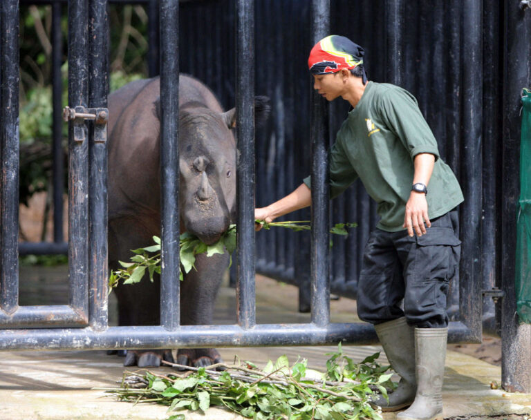 Un veau rhinocéros de Sumatra né en Indonésie donne de l'espoir contre l'extinction de l'espèce