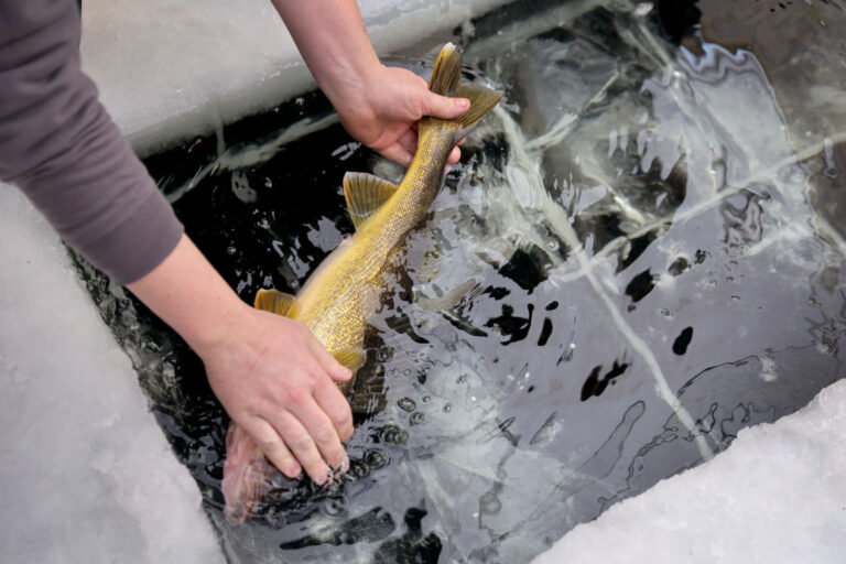 Fishing Tournament Cheater Who Used Lead Weights, Also Caught Poaching Antlered Whitetail Deer