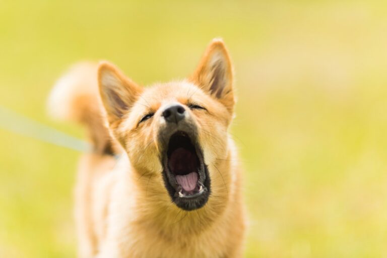 Can Animals Predict Earthquakes? Explaining Strange Animal Behavior Preceding Earthquakes