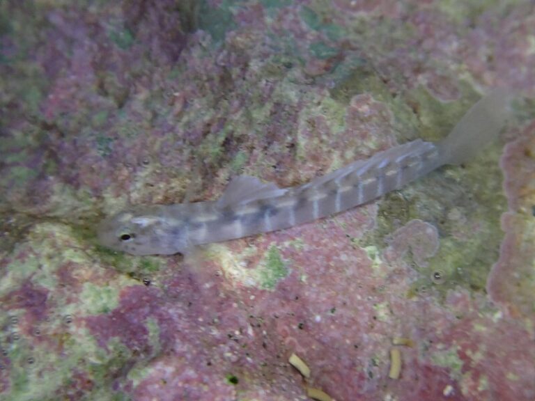 Hawaii Goby Fish That Can Climb Up Waterfalls Under Threat as Unmaintained Waterways Benefit Invasive Species
