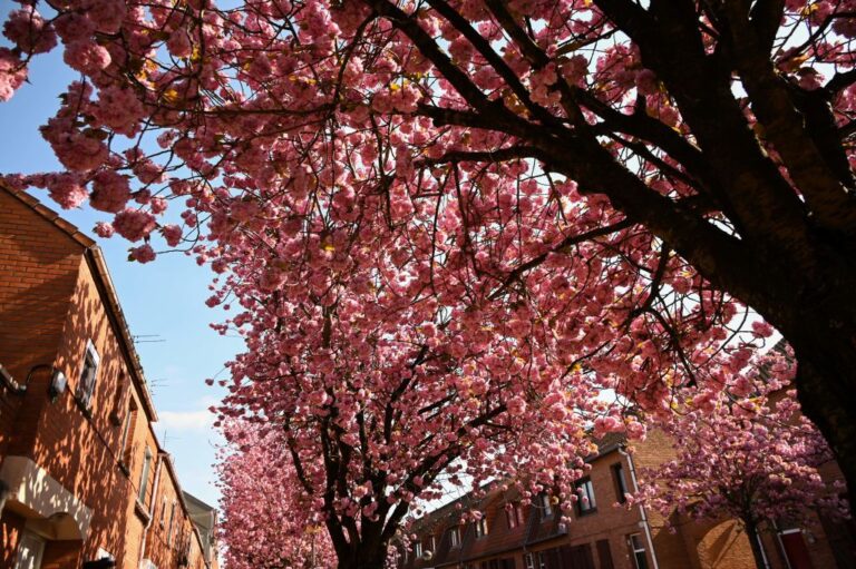 cherry blossoms