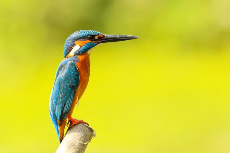 80 Bird Species Named After People to be Renamed by 2024