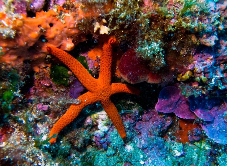 Starfish: Head that Crawls on the Seafloor, Genetic Sequencing Reveals