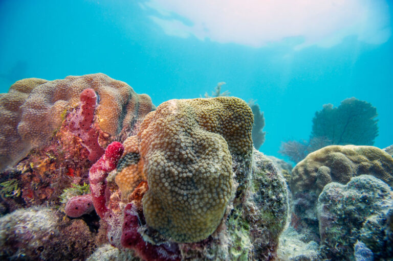US-ENVIRONMENT-DIVING-CORAL