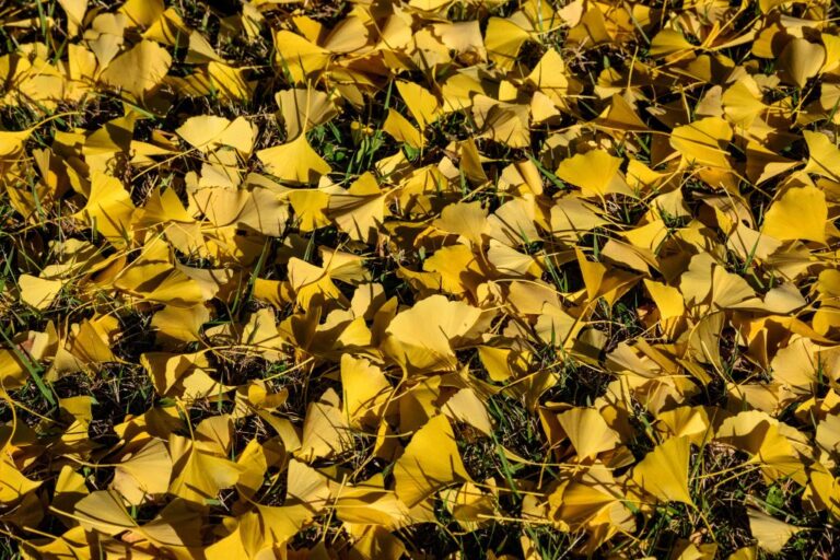 SKOREA-LIFESTYLE-AUTUMN